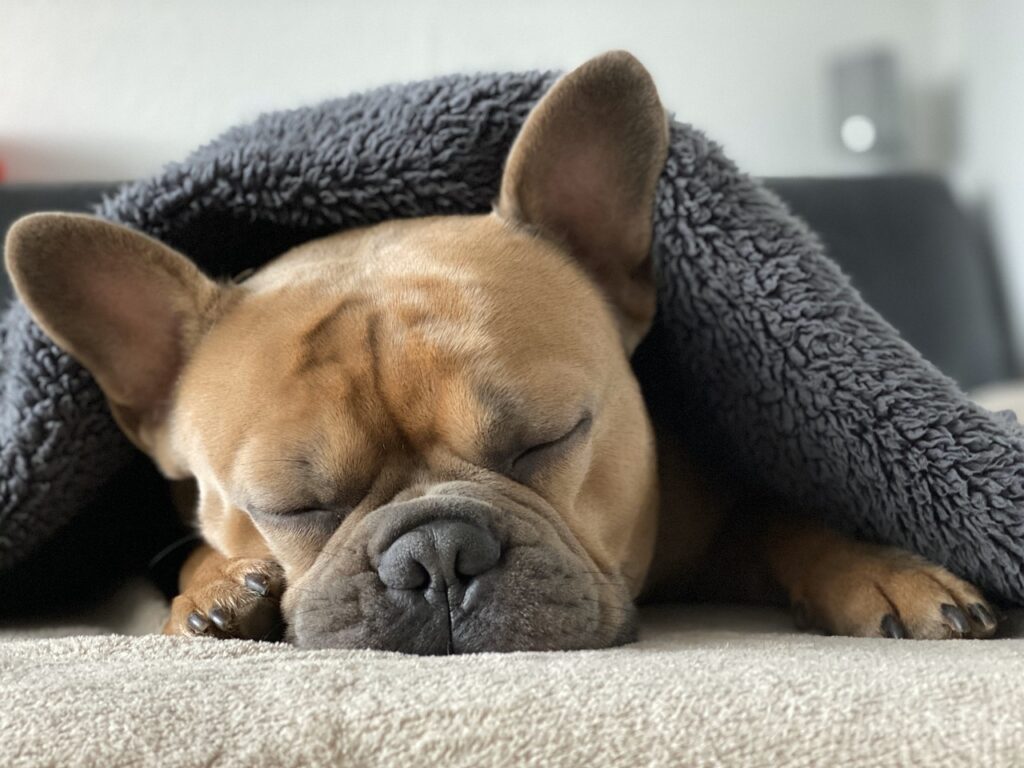 眠そうな犬の画像